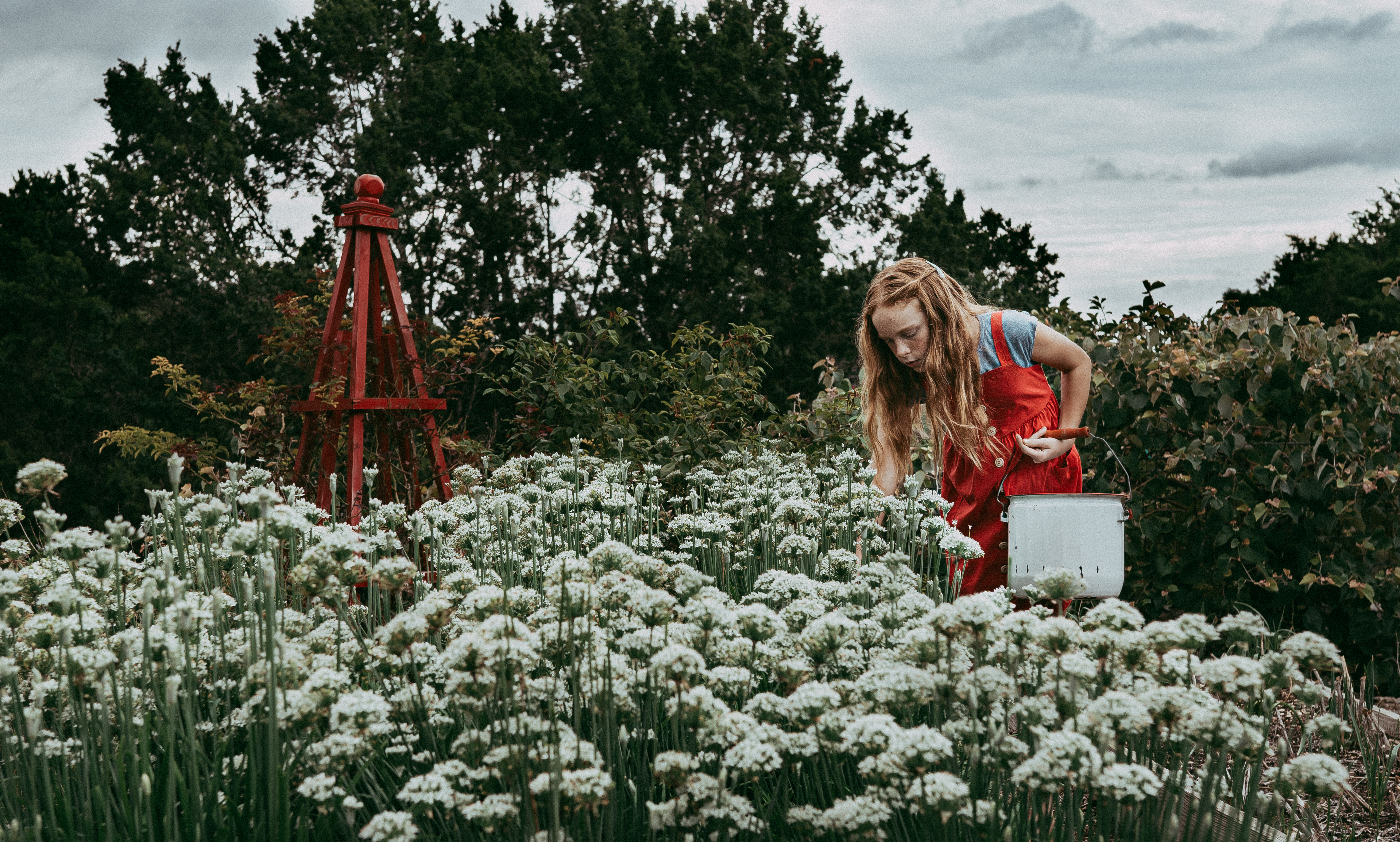 Growing Chives for Beauty and Food