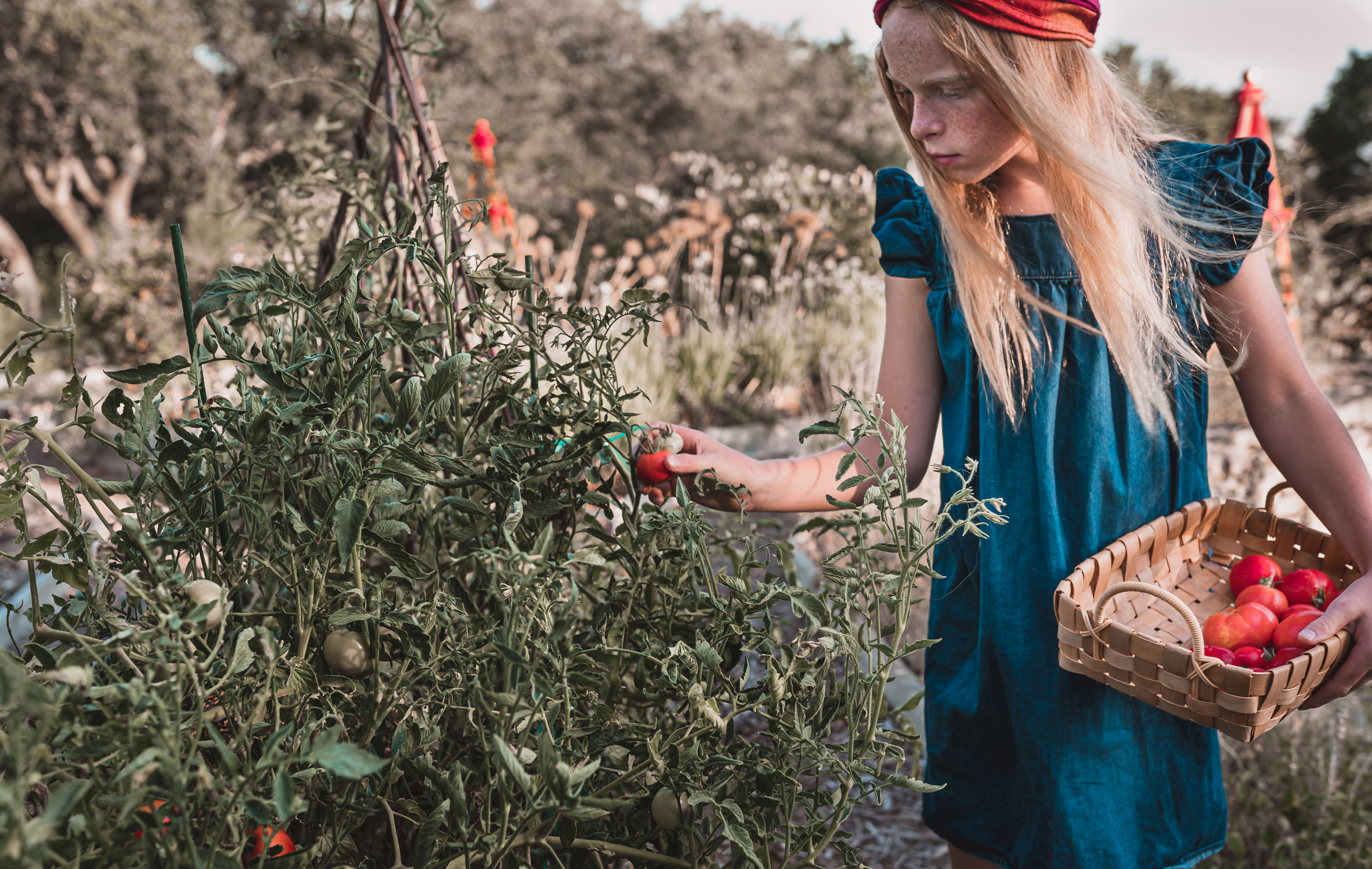 Growing Tomatoes