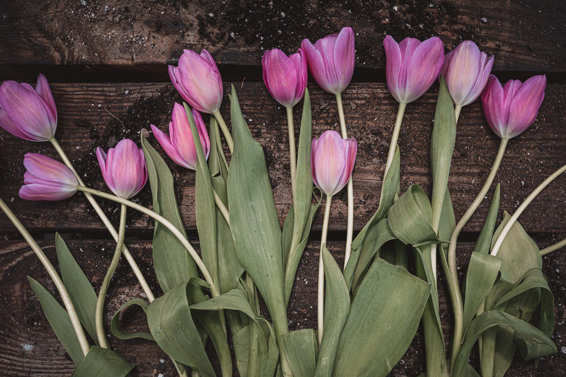 Planting Bulbs